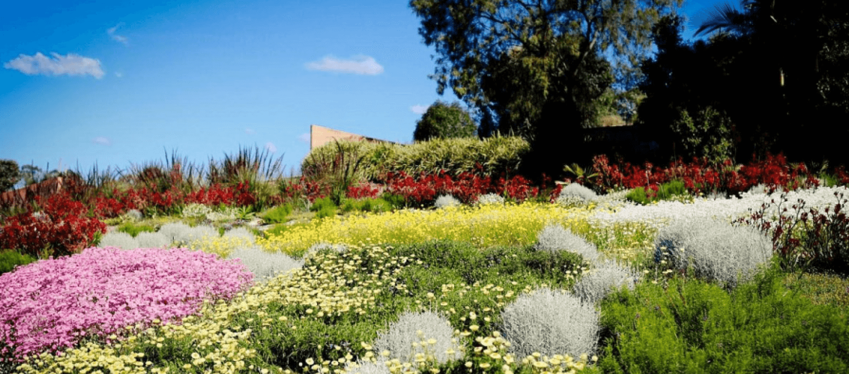 Scenery at the Australian Botanic Gardens